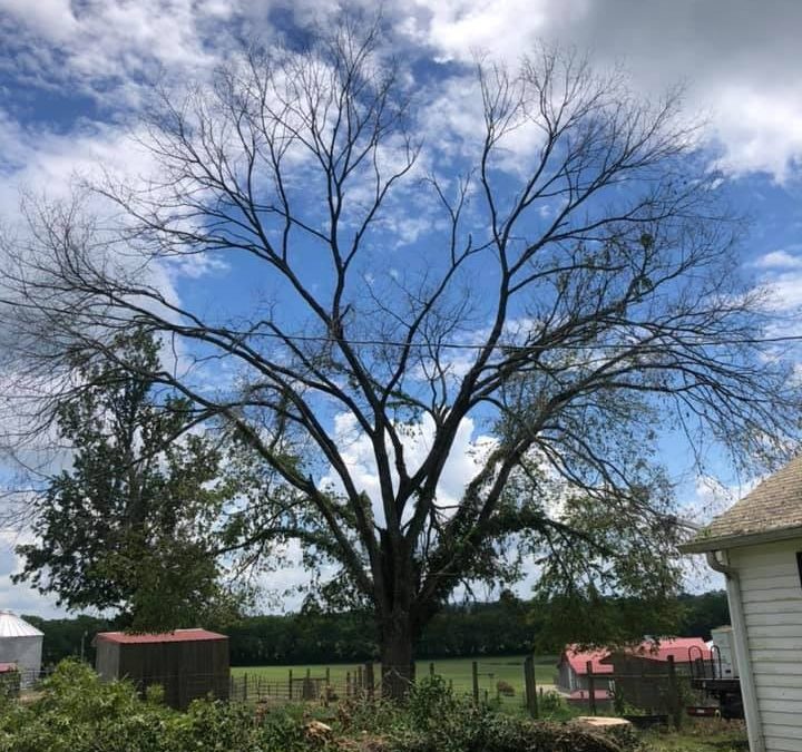 Tree Service Company Offers Dangerous Tree Removal Services in TN