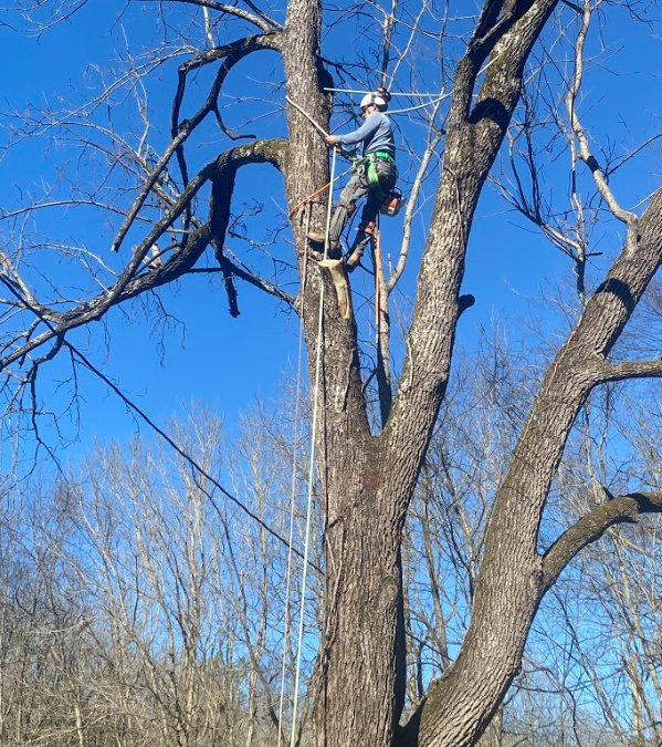 Tree Care Experts in Franklin, TN, are available for Fall Tree Pruning