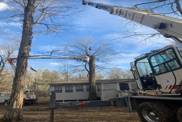 emergency tree service