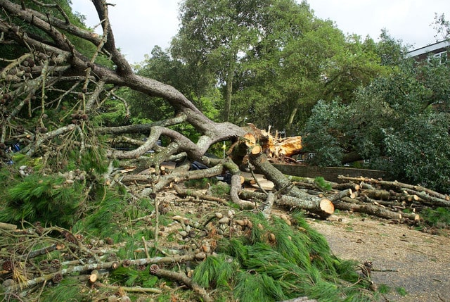 emergency tree removal