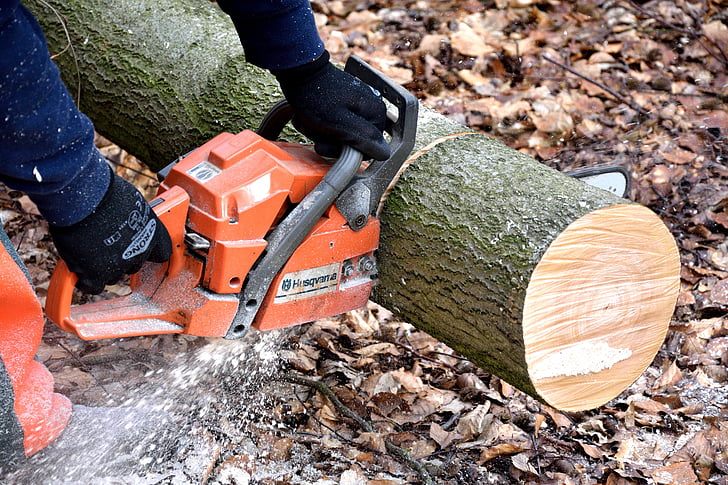 9 Questions to Ask Before Hiring a Tree Removal Company