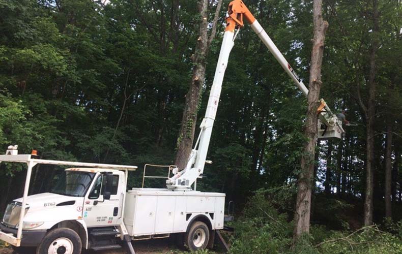 tree service lewisburg tn