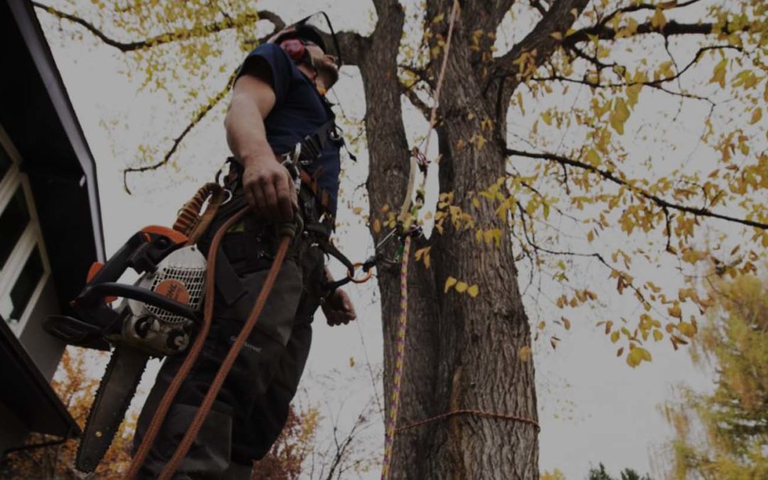 Tips & Techniques For Tree Trimming & Pruning Columbia, TN
