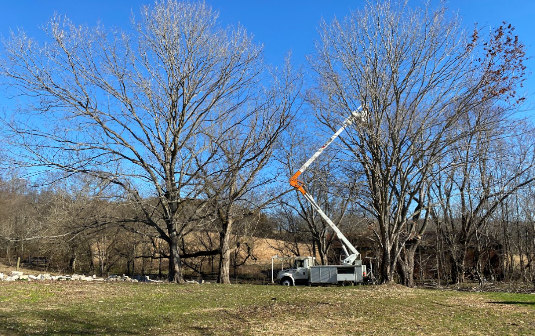Tree Service Professionals in Shelbyville, TN, Share Fall Tree Care Tips