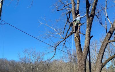 Two Reasons Why Cutting Tree Limbs Near Power Lines Should Be Done by Experts