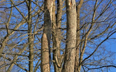 3 Dangers Dead Tree Branches Pose to Your Home