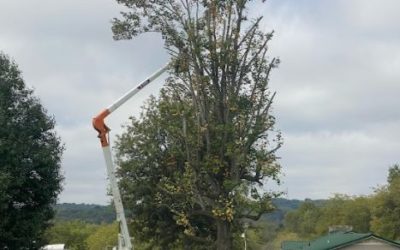 Tree Trimming Types: The Good, the Bad, and the Ugly