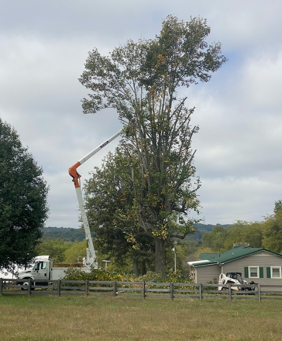 Columbia TN Tree Service Offers Spring Tree Pruning Services