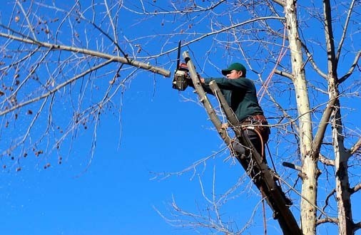 A Beginner’s Guide to Pruning and Trimming Trees