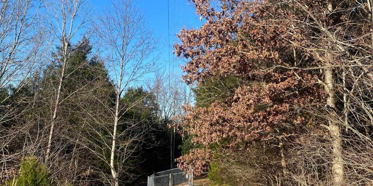 Why Do Leaves Fall Off Trees? Why Trees Lose Their Leaves