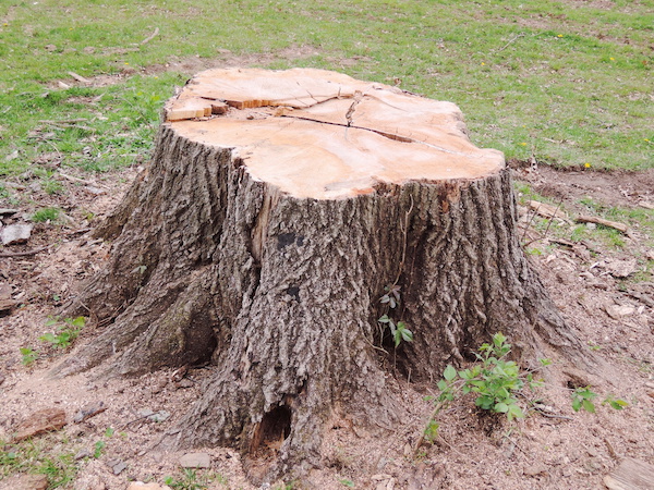 Main Benefits of Stump Grinding in Shelbyville, TN