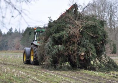 tree care services