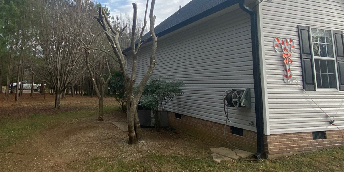 Subsidence Caused By Trees & How to Prevent Property Damage