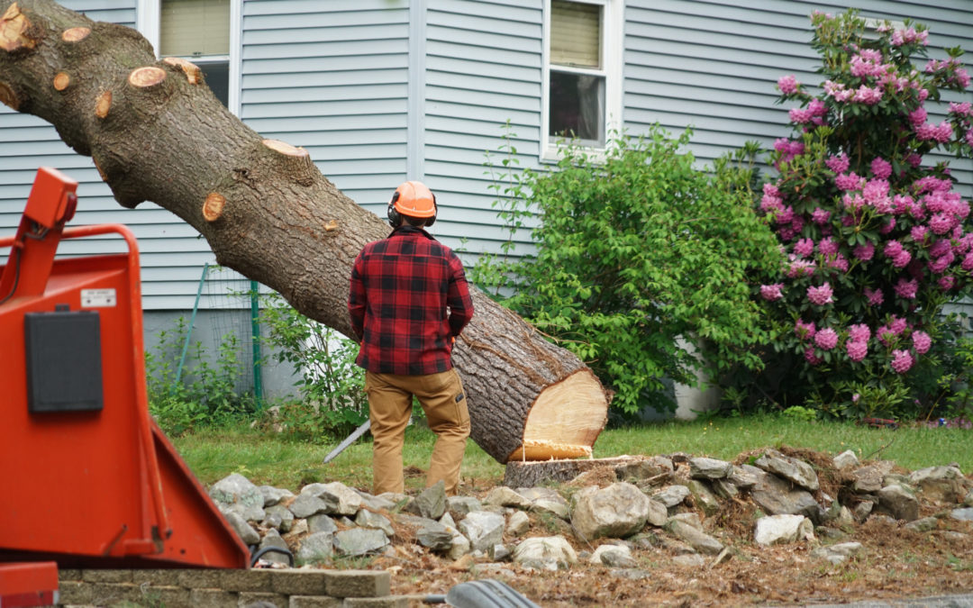 How to Cut Down a Tree Near a House Safely