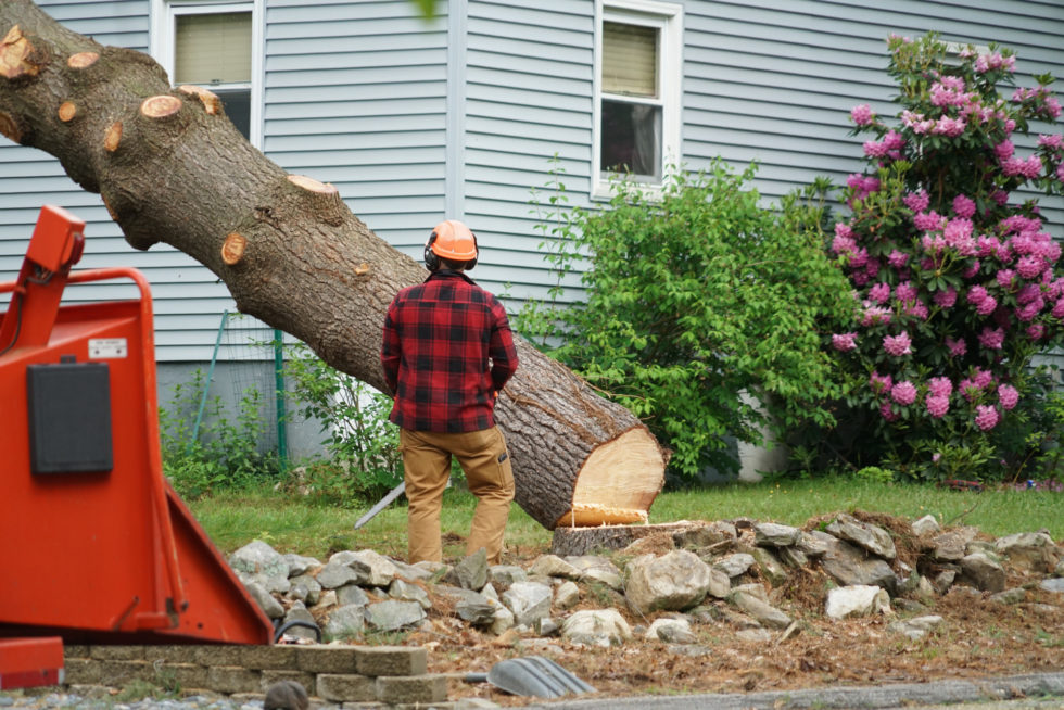 How to Cut Down a Large Tree Near Your House Safety Tips