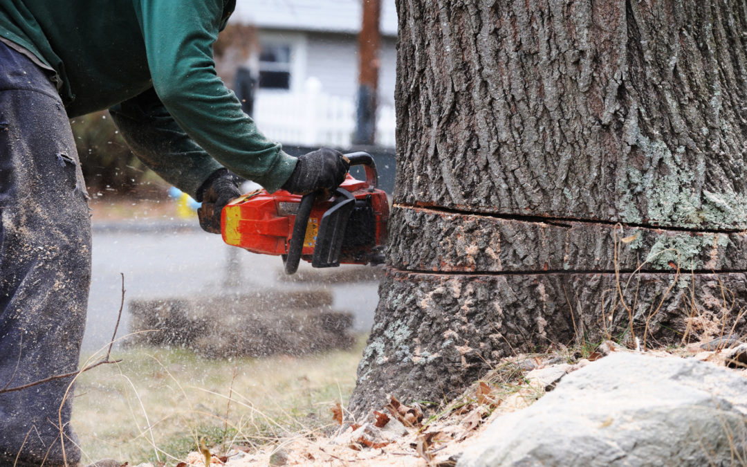How to Get a Tree Removal Permit in Lewisburg, Tennessee