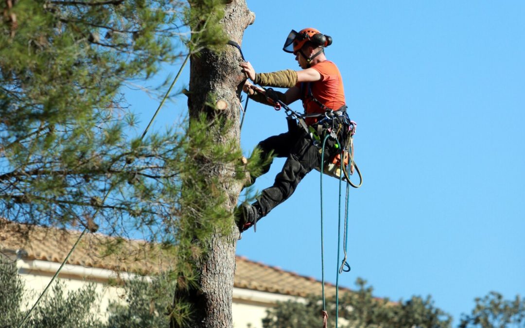 What You Need to Know Before Hiring a Tree Service in Pulaski TN