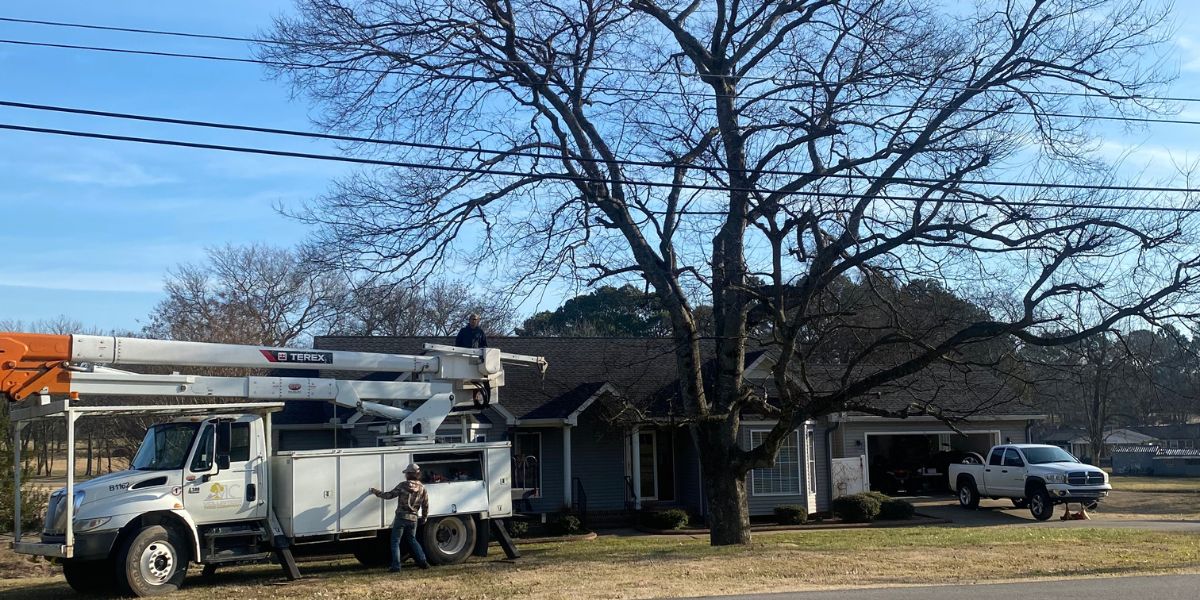 What Causes Holes in Trees 5 Reasons and Prevention Tips