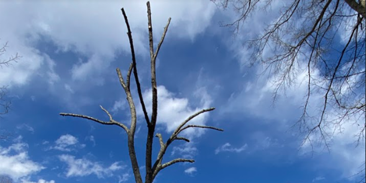 Why Does Lightning Strike Trees? Facts And Tree Care Tips